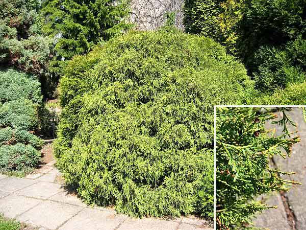 Thuja occidentalis 'Globosa'  /Zerav západní/