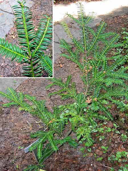 Torreya nucifera  /Toreja japonská/