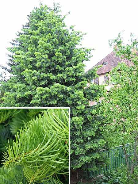 Abies concolor  /Jedle stejnobarvá/