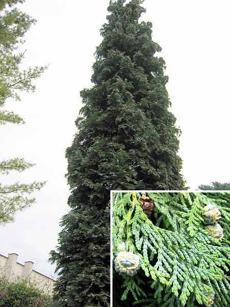 Chamaecyparis lawsoniana 'Alumii'  /Cypřišek Lawsonův/