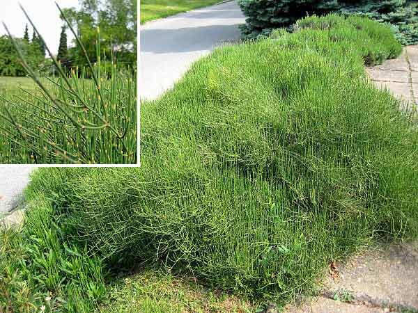 Ephedra distachys ssp. helvetica  /Chvojník dvouklasý/