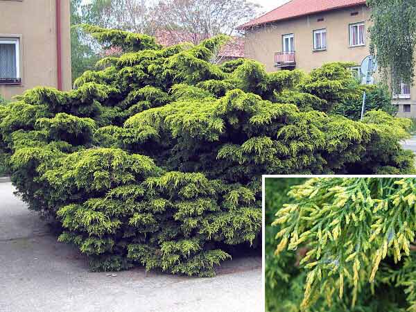 Juniperus x media 'Pfitzeriana Aurea' /Jalovec prostřední/