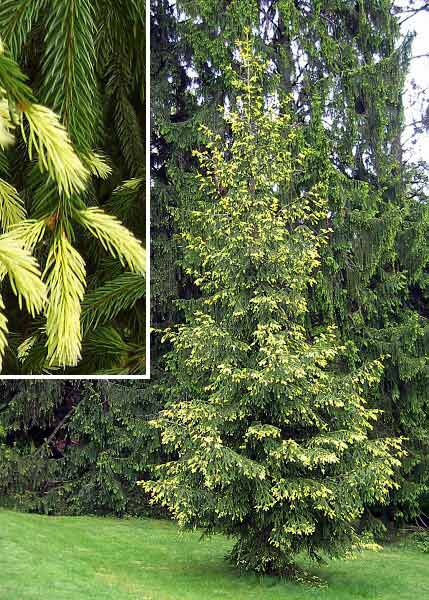 Picea orientalis 'Aurea'  /Smrk východní/