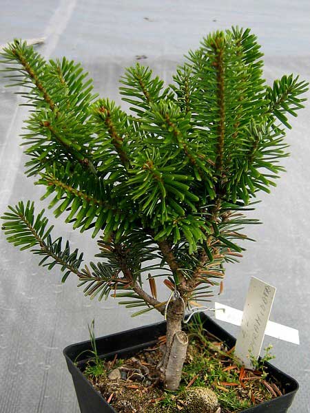 Abies koreana 'Pyramidata' /Jedle korejská/