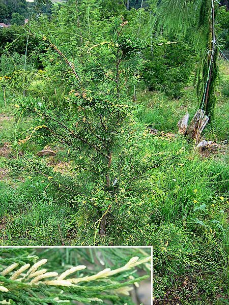 x Cupressocyparis leylandii 'Silver Dust'  /Nutkacypřiš Leylendův/