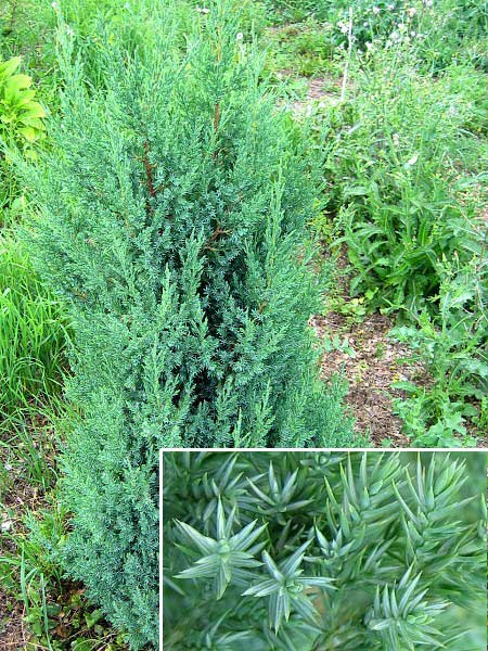 Juniperus chinensis 'Stricta' /Jalovec čínský/
