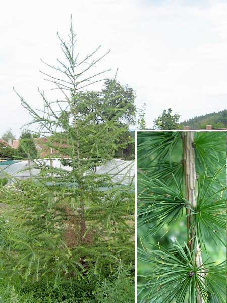 Larix x eurolepis /Modřín (cs náz. nezj.)/