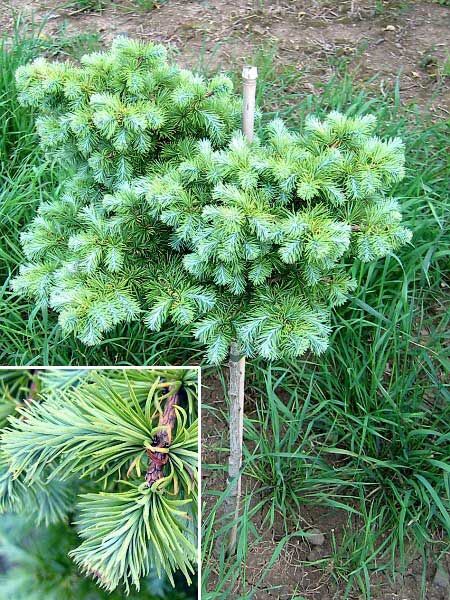 Larix kaempferi 'Wolterdigen' /Modřín Kaempferův/