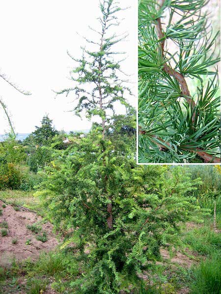 Larix kaempferi 'Diana' /Modřín Kaempferův/