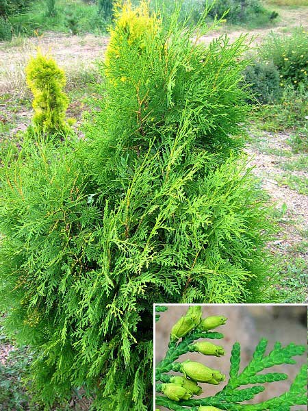 Thuja occidentalis 'Hoveyi' /Zerav západní/