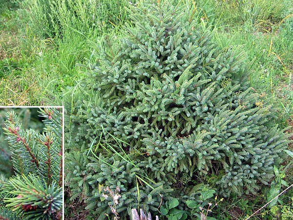 Picea mariana 'Beissneri' /Smrk černý/