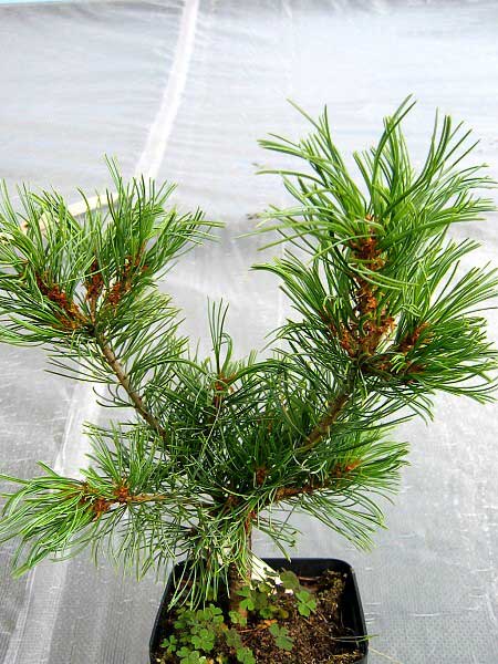 Pinus parviflora 'Negishi' /Borovice drobnokvětá/