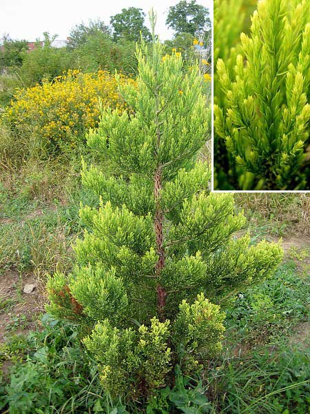 Sequoiadendron giganteum 'Aurea' /Sekvojovec obrovský/