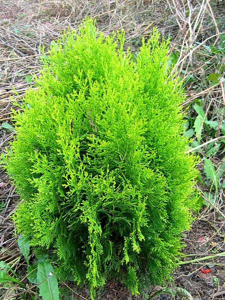 Thuja orientalis 'Aurea Nana' /Zerav východní/