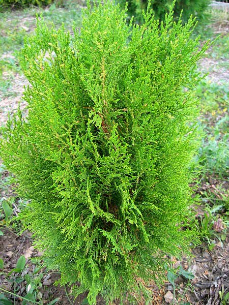 Thuja orientalis 'Sieboldii' /Zerav východní/