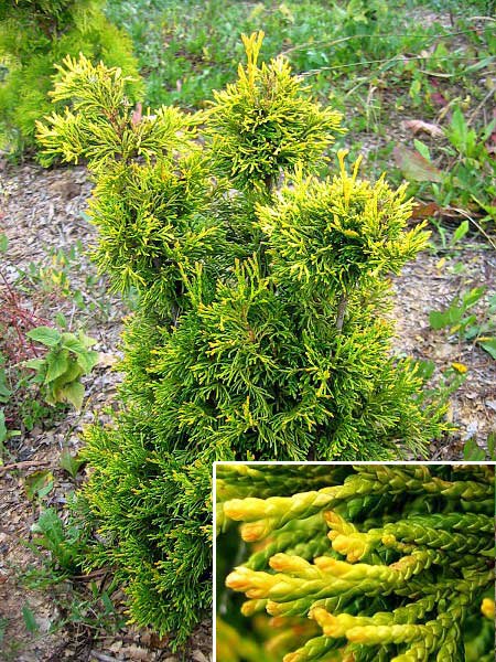 Thuja occidentalis 'Coper Gold' /Zerav západní/