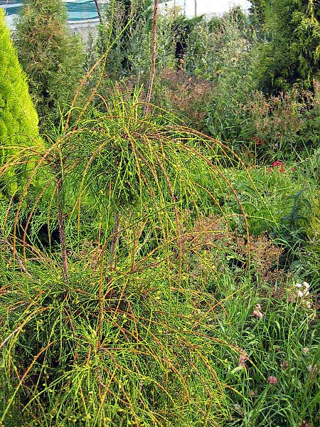 Thuja occidentalis 'Filiformis' /Zerav západní/