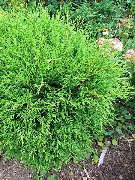 Thuja occidentalis 'Globosa'  /Zerav západní/