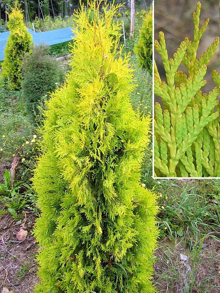 Thuja occidentalis 'Malonyana Aurea' /Zerav západní/