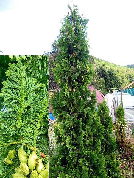 Thuja occidentalis 'Spiralis' /Zerav západní/