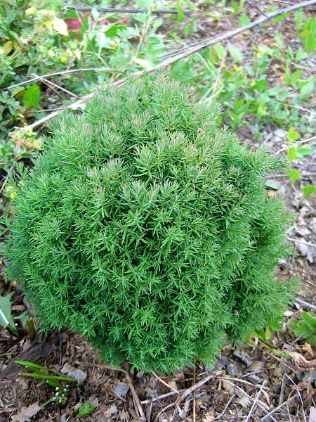 Thuja occidentalis 'Teddy' /Zerav západní/