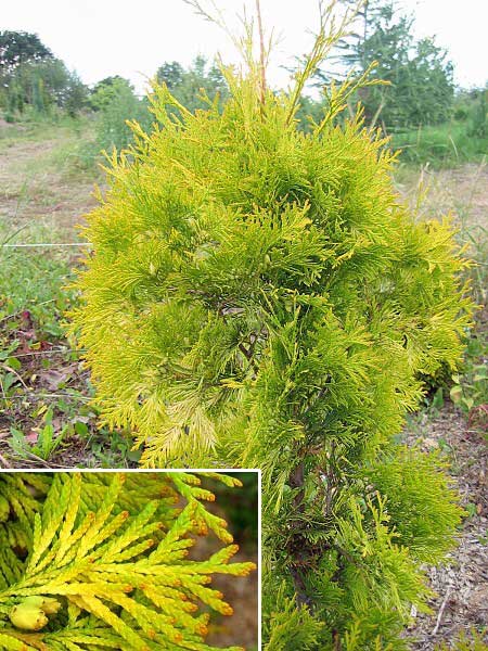 Thuja occidentalis 'Yellow  Ribbon' /Zerav západní/