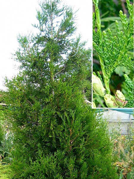 Thuja plicata  /Zerav obrovský/