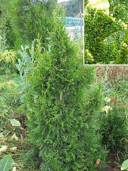 Thuja plicata 'Can-Can' /Zerav obrovský/