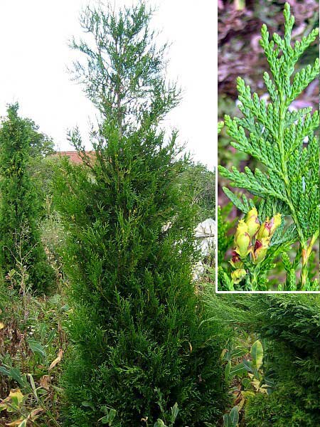 Thuja plicata 'Fastigiata' /Zerav obrovský/