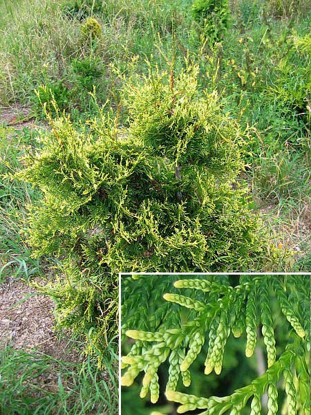 Thuja plicata 'Stolwijk' /Zerav obrovský/