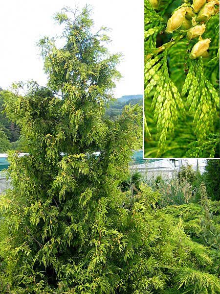 Thuja plicata 'Zebrina' /Zerav obrovský/