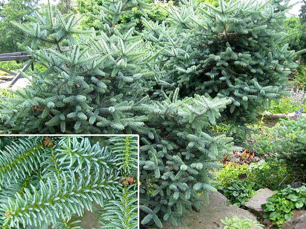 Abies pinsapo /Jedle španělská/