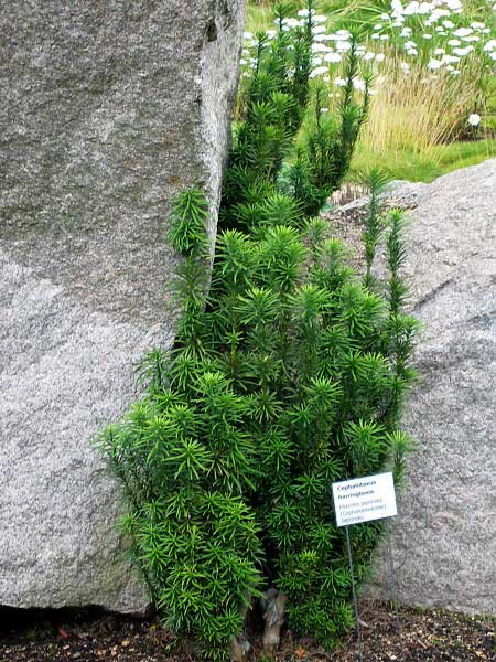 Cephalotaxus harringtonia /Hlavotis peckovicový/