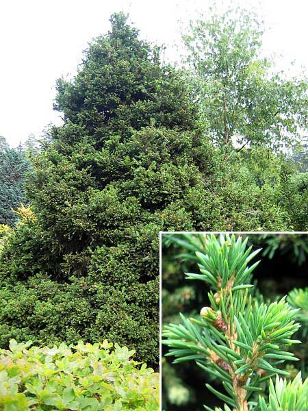 Picea abies 'Ellwageriana' /Smrk ztepilý/