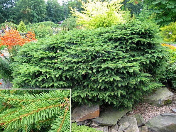 Picea abies 'Tabuliformis' /Smrk ztepilý/