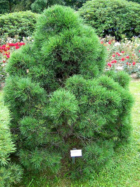 Pinus silvestris 'Globosa Nana' /Borovice lesní/