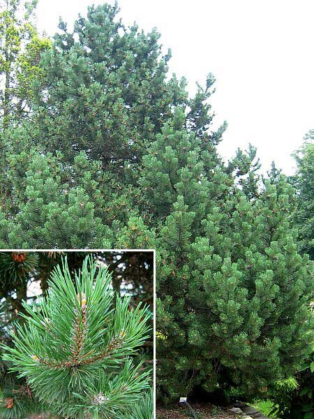 Pinus uncinata  /Borovice blatka/