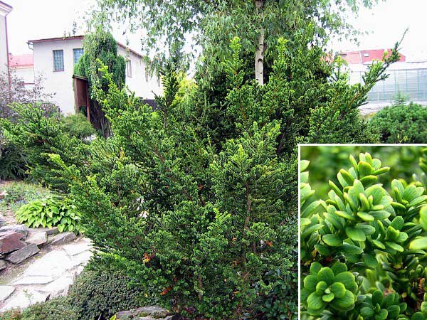 Taxus baccata 'Amersfoort' /Tis červený/