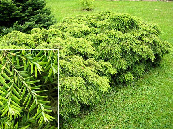 Tsuga canadensis 'Jeddeloh' /Jedlovec kanadský/