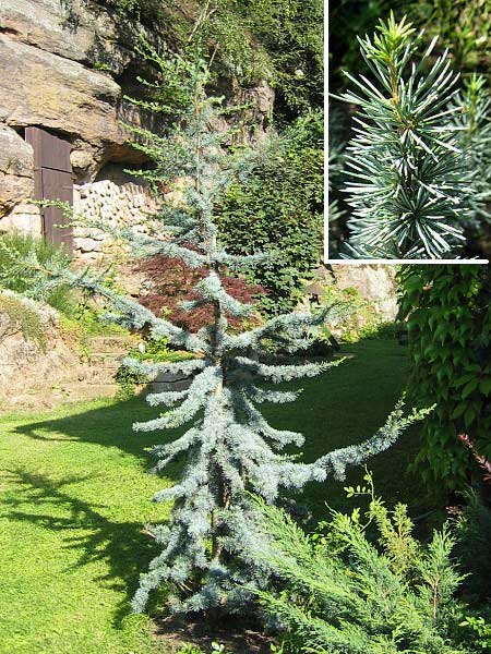 Cedrus atlantica 'Glauca' /Cedr atlasský/