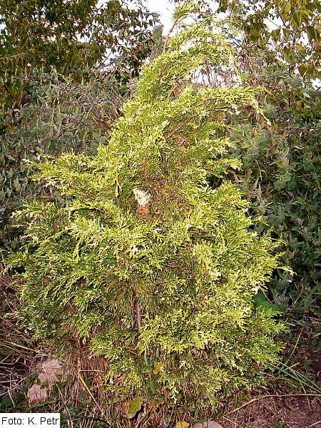 Chamaecyparis lawsoniana 'Albospica' /Cypřišek Lawsonův/