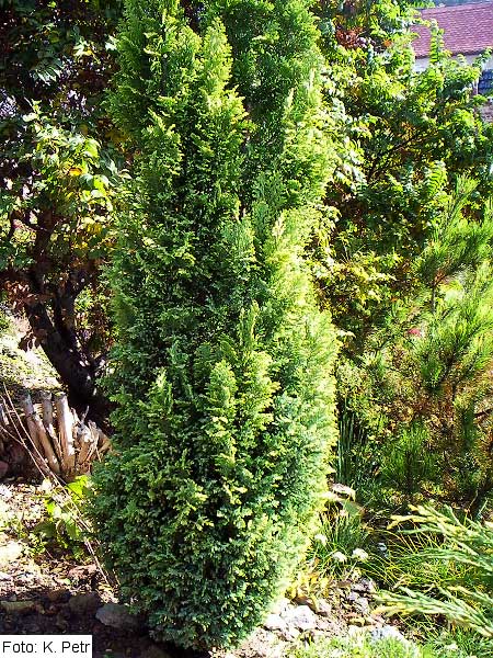 Chamaecyparis lawsoniana 'Ellwoods Gold' /Cypřišek Lawsonův/