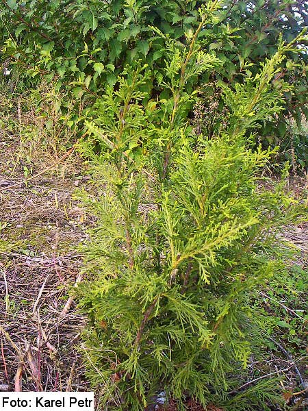 Chamaecyparis lawsoniana 'Ilona' /Cypřišek Lawsonův/