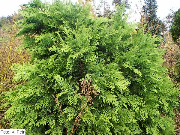 Chamaecyparis lawsoniana 'Tamariscifolia' /Cypřišek Lawsonův/