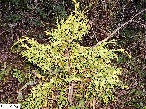 Chamaecyparis nootkatensis 'Aureovariegata' /Cypřišek nutkajský/