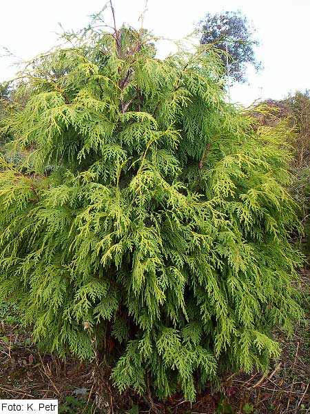 Chamaecyparis nootkatensis 'Glauca' /Cypřišek nutkajský/