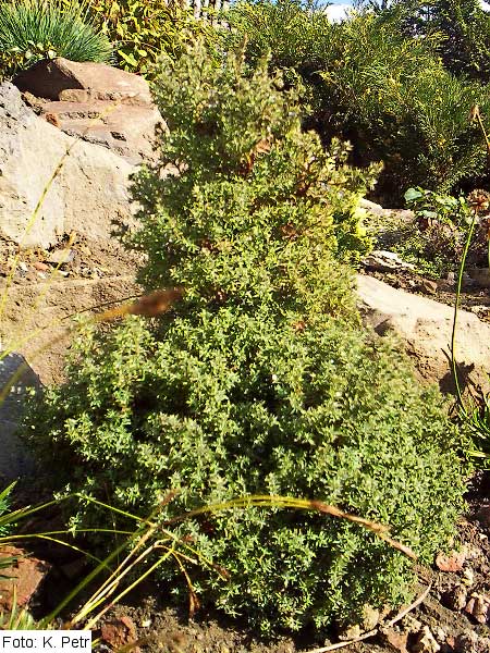 Chamaecyparis obtusa 'Wisels' /Cypřišek tupolistý/