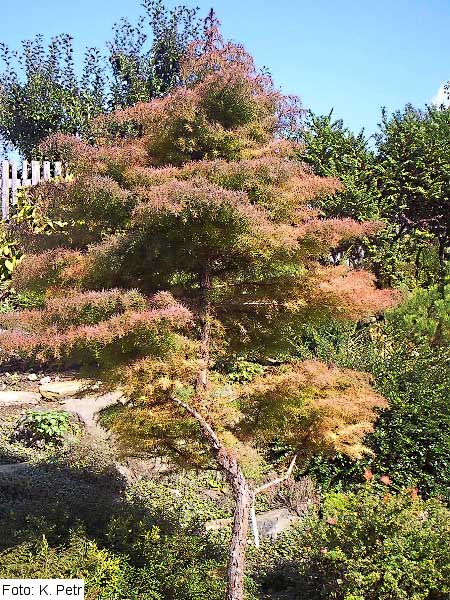 Cryptomeria japonica 'Elegans' /Kryptomerie japonská/