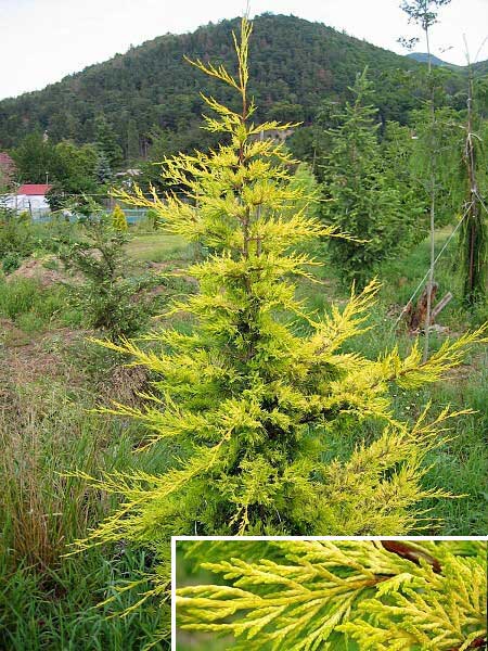 x Cupressocyparis leylandii 'Golden Rider' /Nutkacypřiš Leylendův/