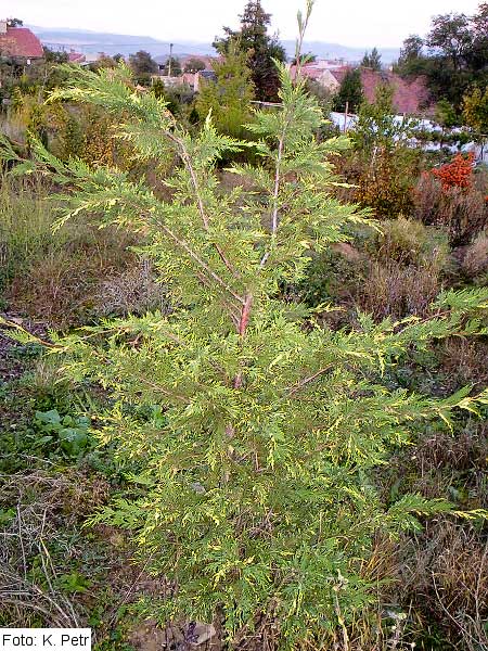 x Cupressocyparis leylandii 'Silver Dust'  /Nutkacypřiš Leylendův/